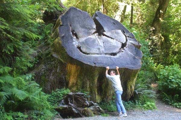 Giant Stump 1001 Gardens