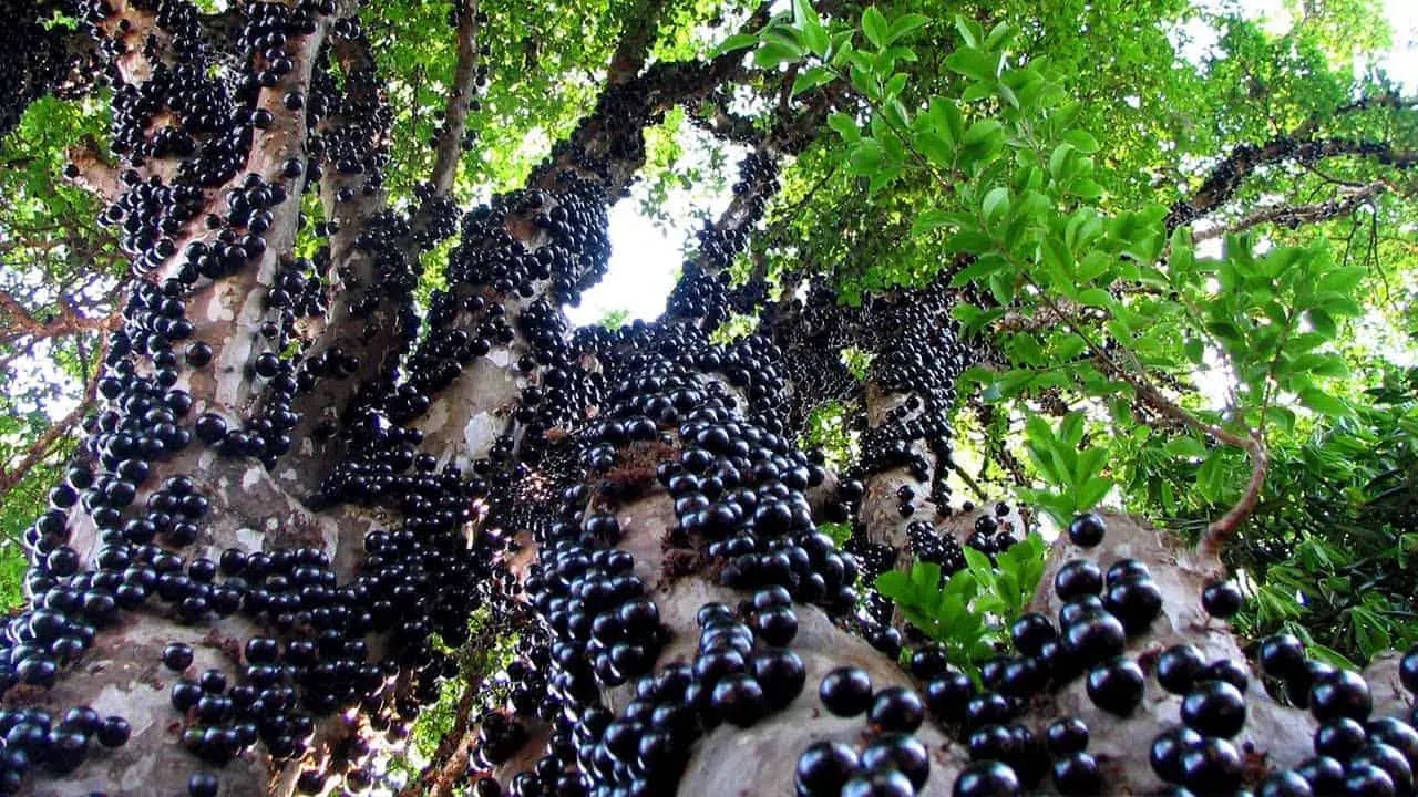 Jabuticaba the Beautiful Tree That Grows the Fruit on Its Trunk