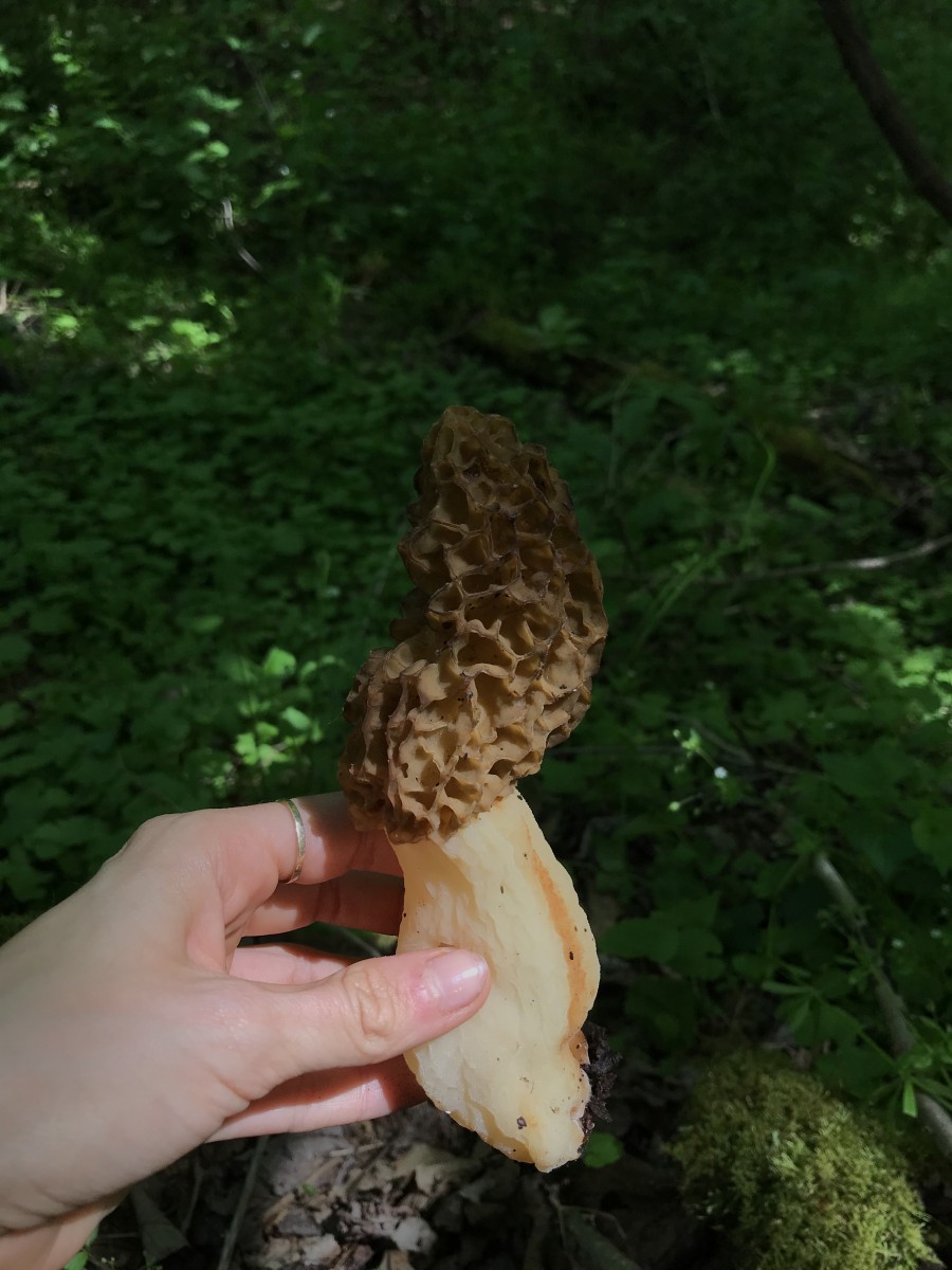 To All the Morels We Found Before On Finding Morels and Finding