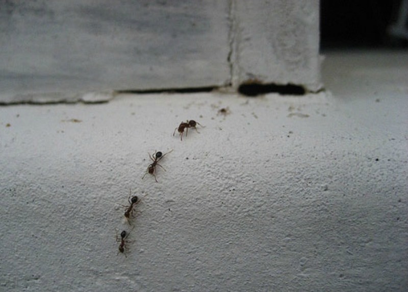 How To Get Rid Of Ants In Your Home Using The Best Homemade Natural