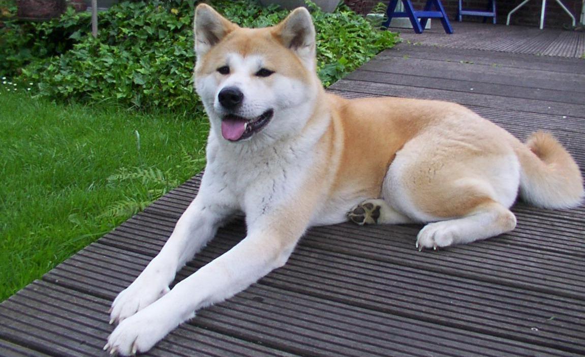 Japanese Akita Inu Info, Temperament, Puppies, Pictures