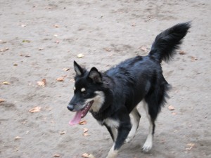 Kitchenaid su isıtıcısı fiyatları /. Australian Kelpie Info Puppies Mix Temperament Pictures