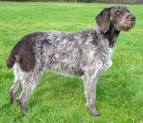 German Wirehaired Pointer Info, Temperament, Puppies, Pictures