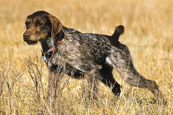 German Wirehaired Pointer Info, Temperament, Puppies, Pictures