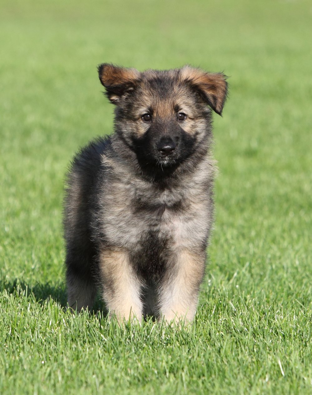 Shiloh Shepherd Info, Puppies, Breeders, Temperament, Pictures