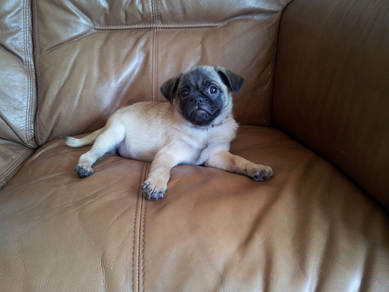 Chug Dog (Chihuahua Pug Mix) Info, Temperament, Grooming, Training