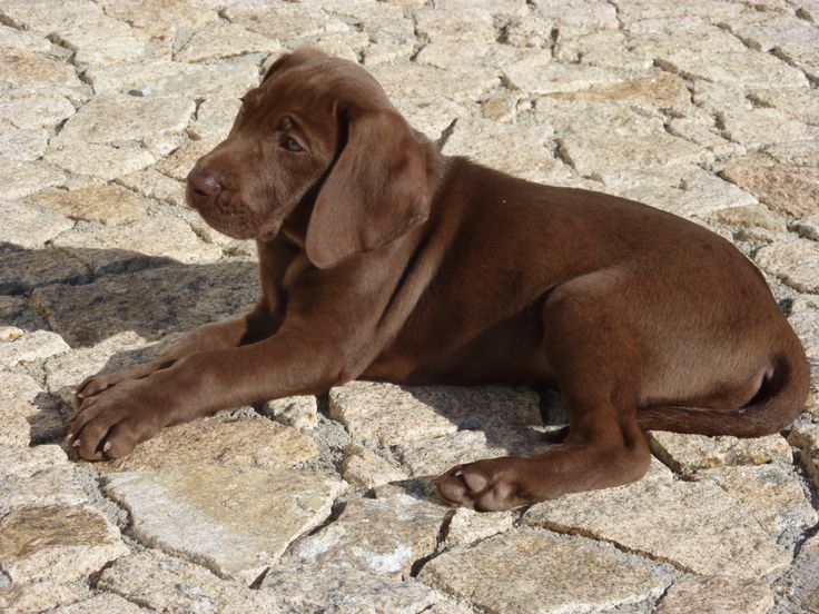 Labmaraner (WeimaranerLabrador Retriever Mix) Info and Pictures
