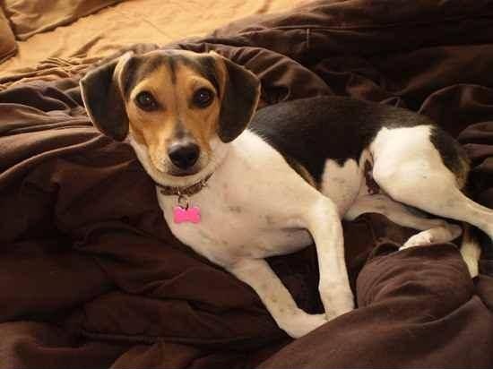 Raggle (Rat Terrier X Beagle Mix) Info, Temperament, Training, Pictures