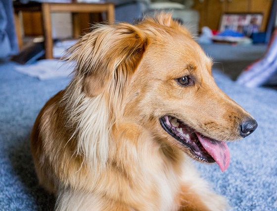 Golden Collie (Border Collie X Golden Retriever Mix), Temperament