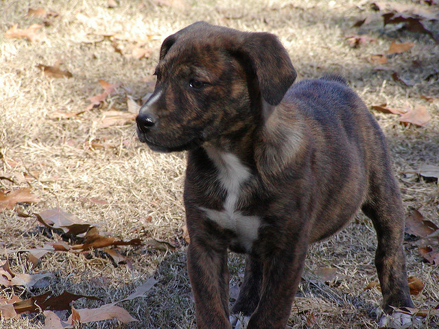 Treeing Tennessee Brindle Info, Puppies, Pictures, Video