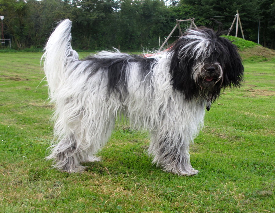 Schapendoes (Dutch Sheepdog) Info, Temperament, Puppies, Pictures