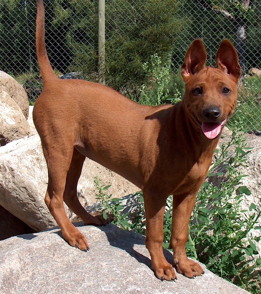 Thai Ridgeback Info, Temperament and Personality, Puppies, Pictures, Video