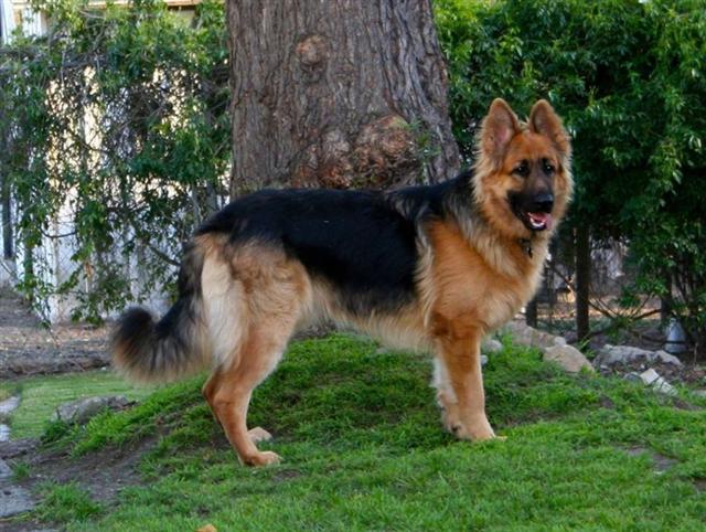 King Shepherd Info, Temperament, Puppies, Pictures