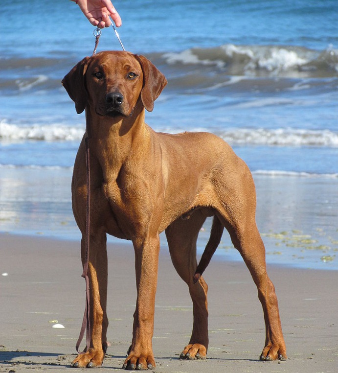 Top 95+ Pictures Pictures Of Rhodesian Ridgeback Dogs Completed