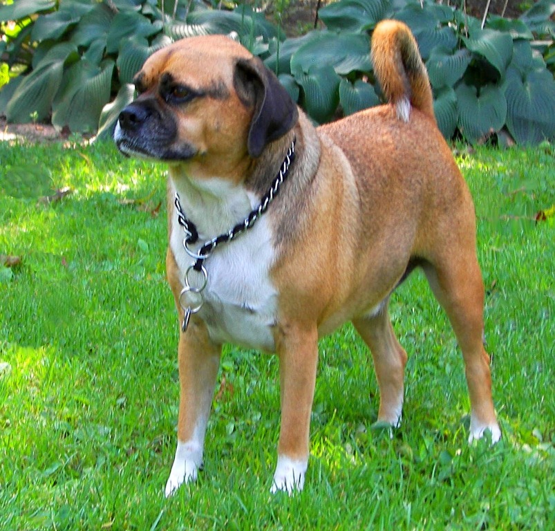 Puggle (Pug and Beagle Mix) Info, Temperament, Puppies, Pictures