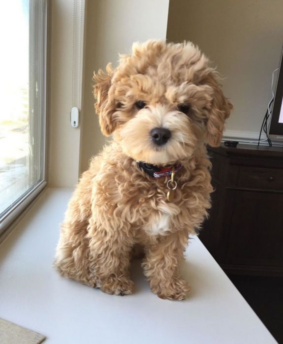 Cockapoo (Cocker Spaniel Poodle Mix) Info, Temperament, Lifespan