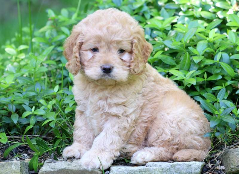Cockapoo (Cocker Spaniel Poodle Mix) Info, Temperament, Lifespan