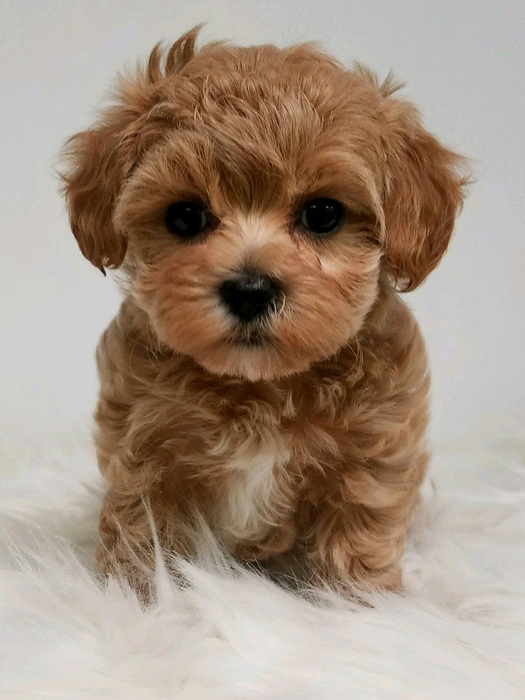 Cockapoo (Cocker Spaniel Poodle Mix) Info, Temperament, Lifespan
