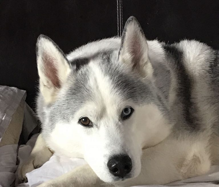 Labrador Husky Info Temperament, Puppies, Pictures