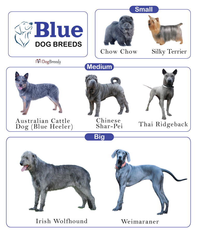 Blue Spotted Dog Bree Flash Sales