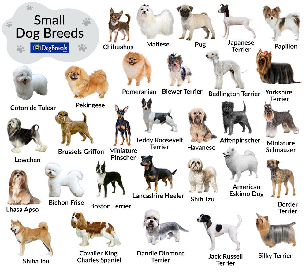 Top 32+ Pictures names of small dog breeds and pictures Sharp