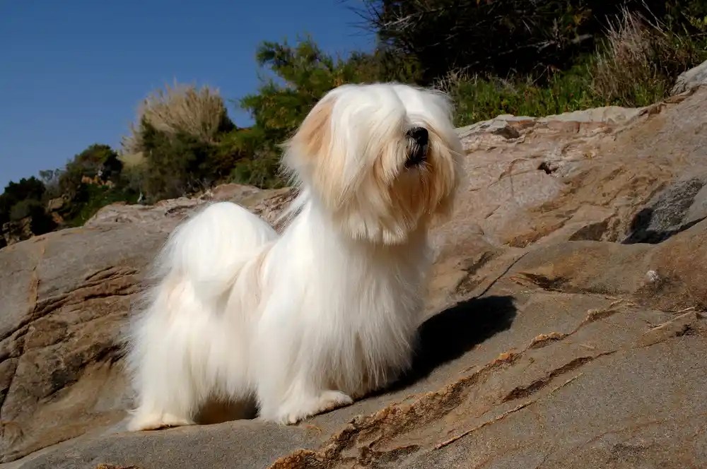 Lhasa Apso Size, Lifespan, Temperament, and Pictures