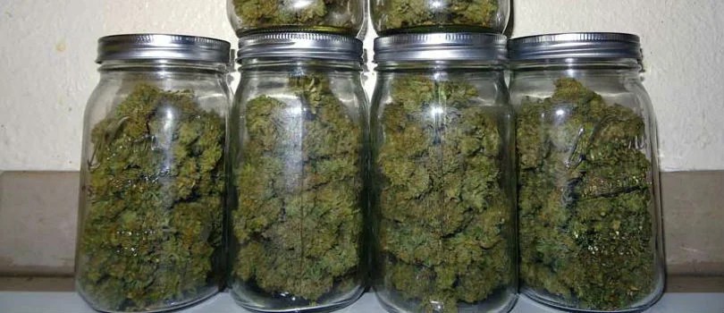 Drying and Curing Marijuana Buds 10Buds
