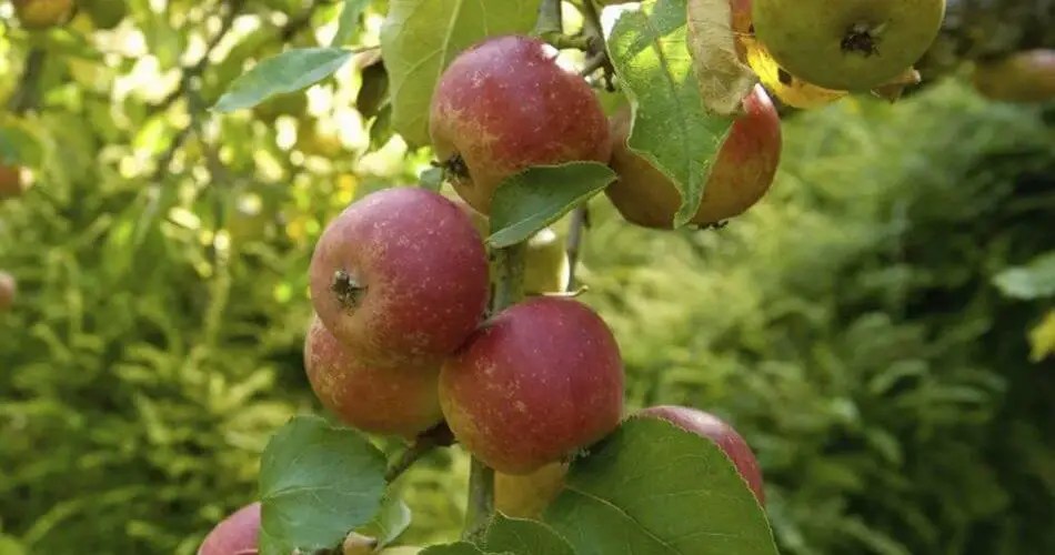 How to Grow an Apple Tree from an Apple Seed 10 Garden Tips