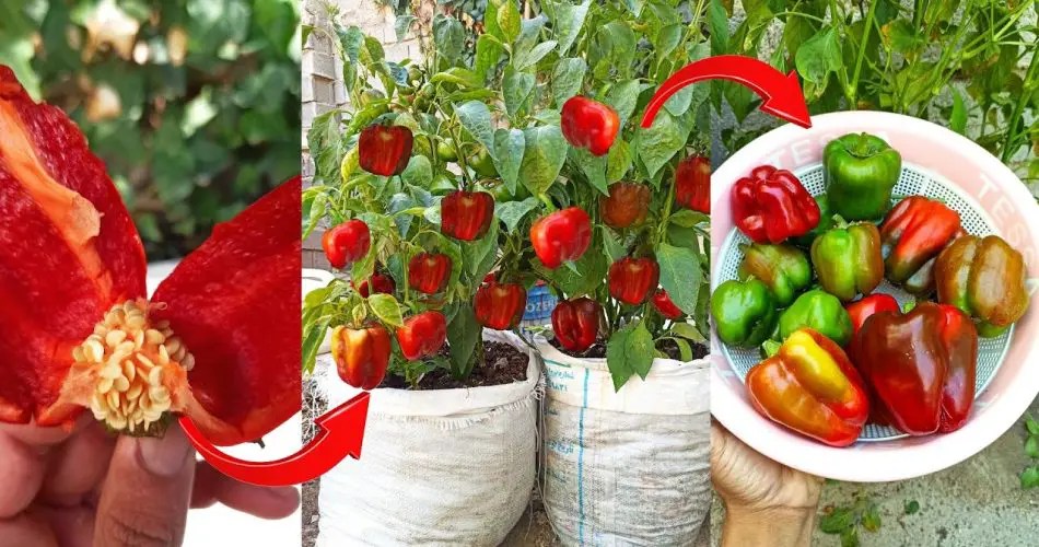 How and When to Harvest Peppers of All Types 10 Garden Tips