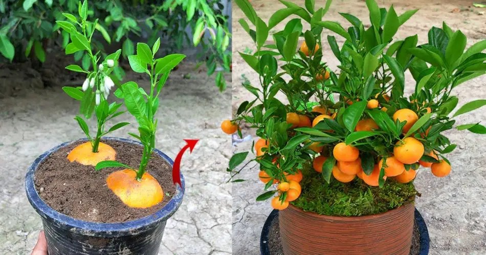 Unlocking the Secret to Growing Delicious Oranges from Seeds Time to