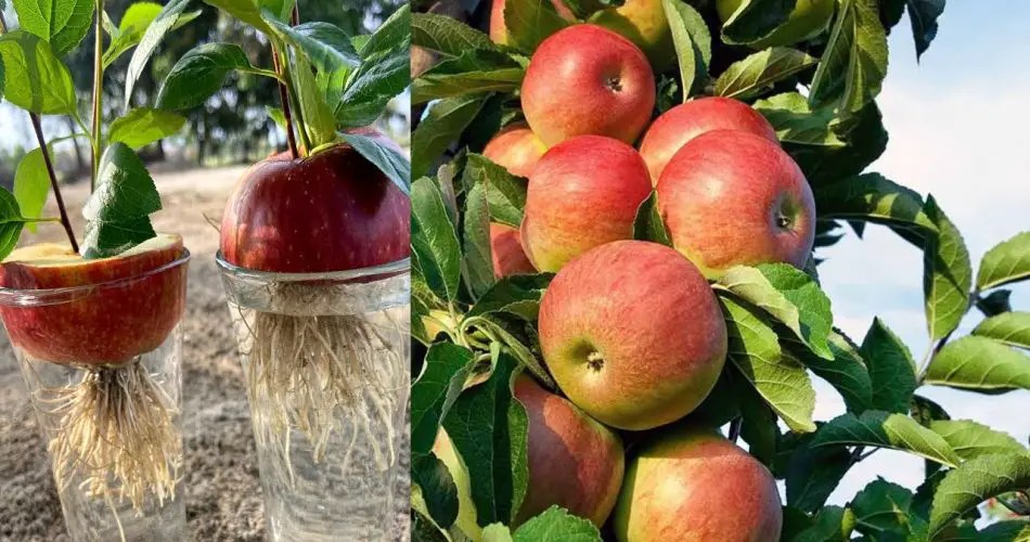 Cultivating Abundant Apple Trees from Seeds A StepbyStep Guide to