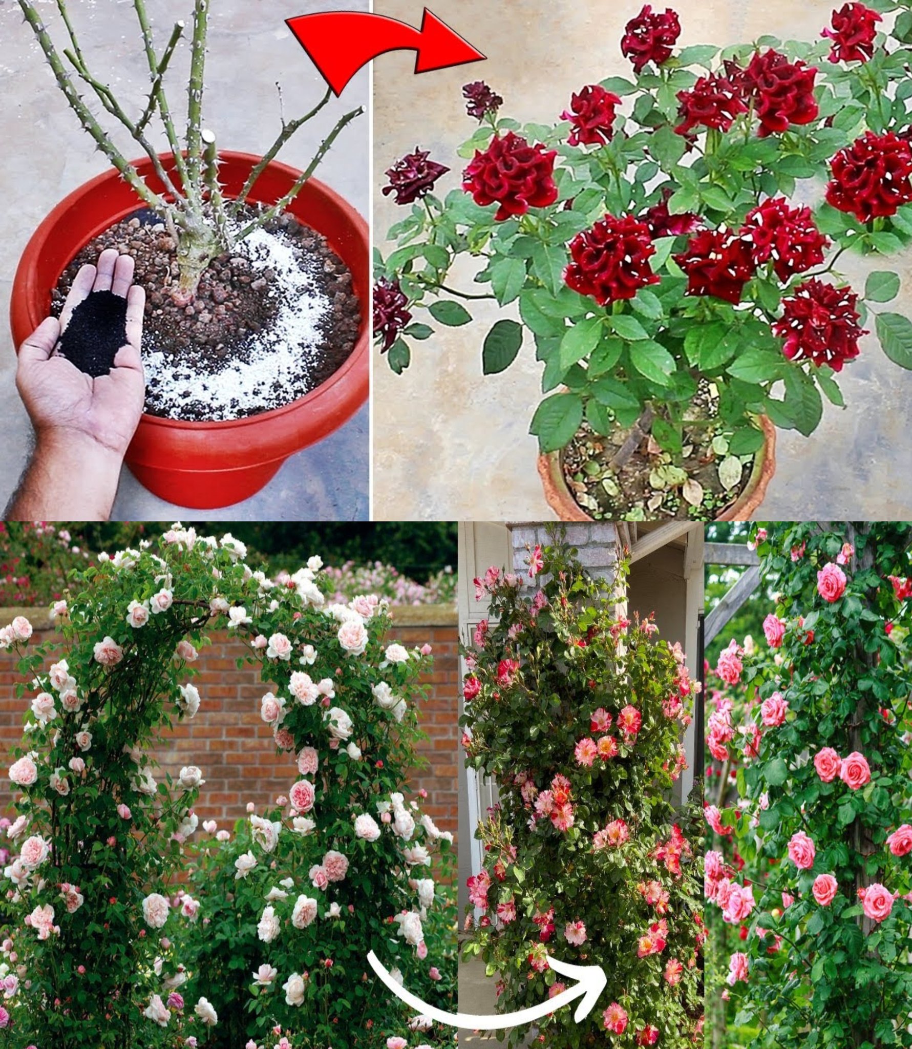 How to plant roses to have perfect flowers 10 Garden Tips