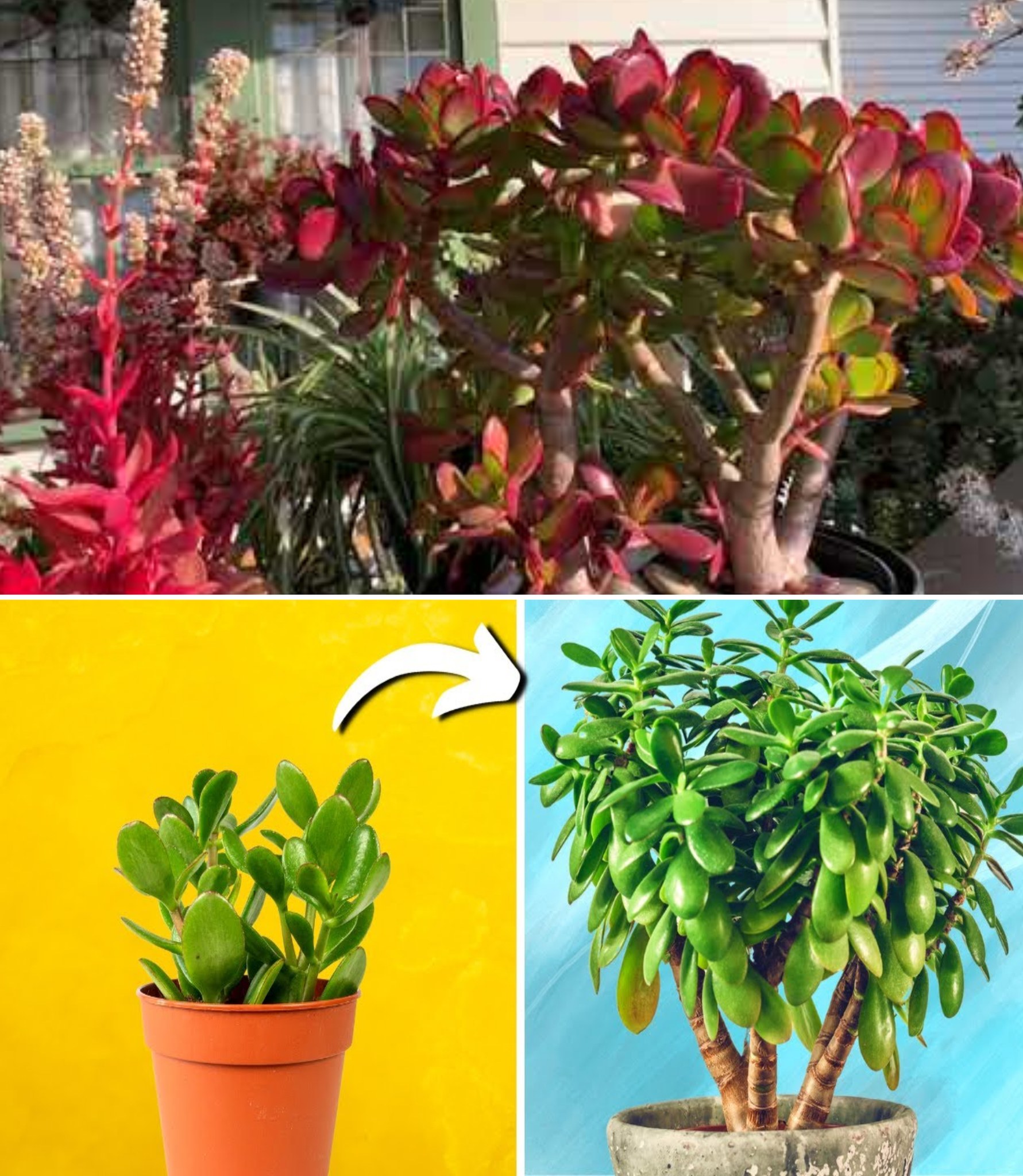 How to make a Jade tree bloom and smell the whole house 10 Garden Tips