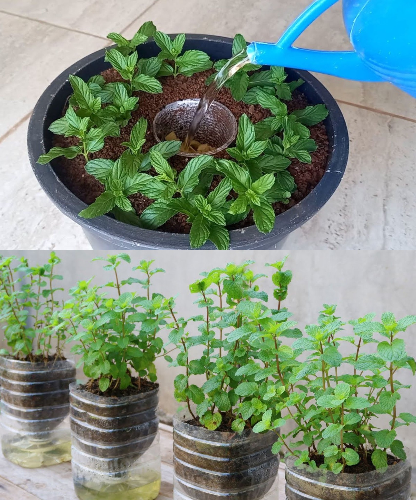 The Ultimate Guide to Growing Mint at Home Fresh Flavor Right in Your
