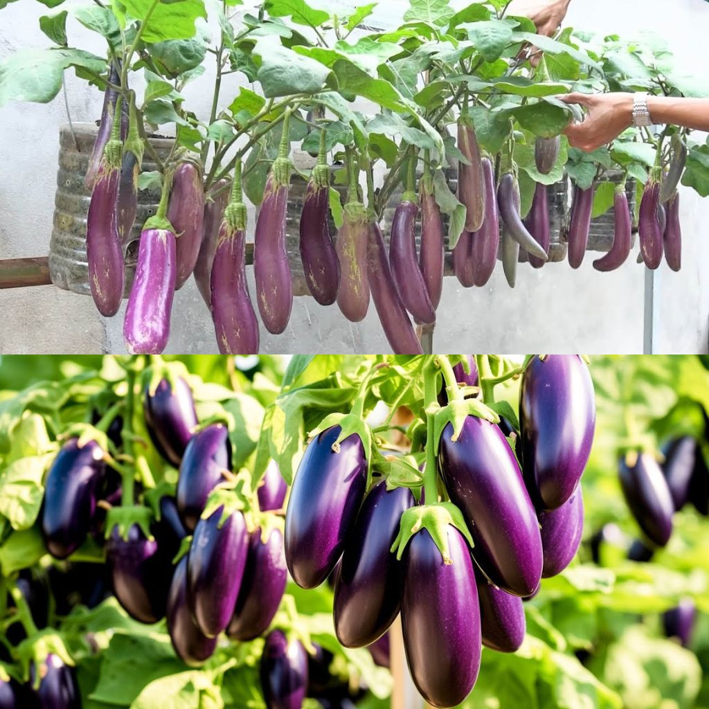Maximizing Eggplant Yield How to Grow an Abundant Eggplant Harvest at