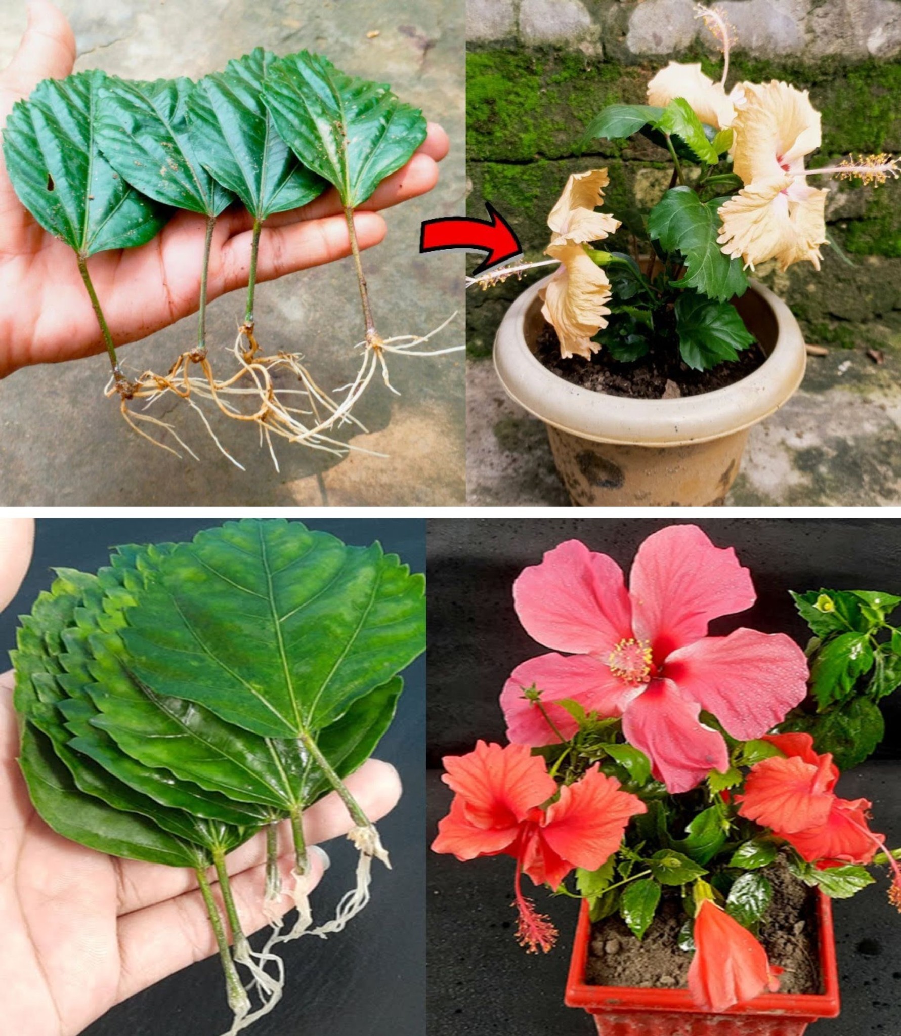 How to reproduce Hibiscus from leaves New very simple method! 10