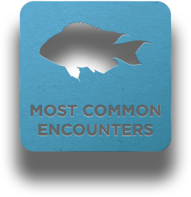 114E HK Reef Fish Survey 114e HK Reef Fish