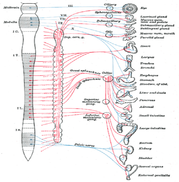 Autonomic Nervous System 121 Neurofeedback Services