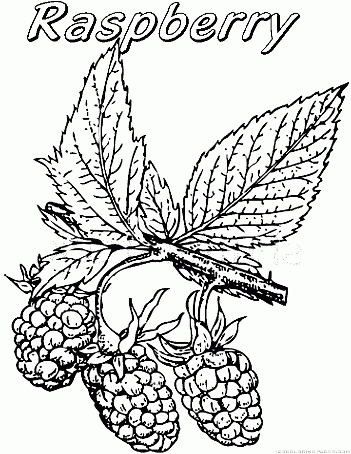 Raspberry Coloring Pages Raspberry Coloring Pages