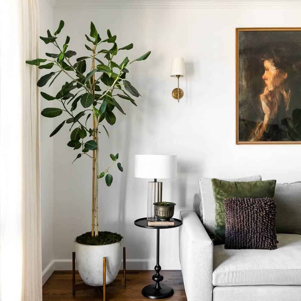 Best Indoor Tall Plants For Low Light Shelly Lighting