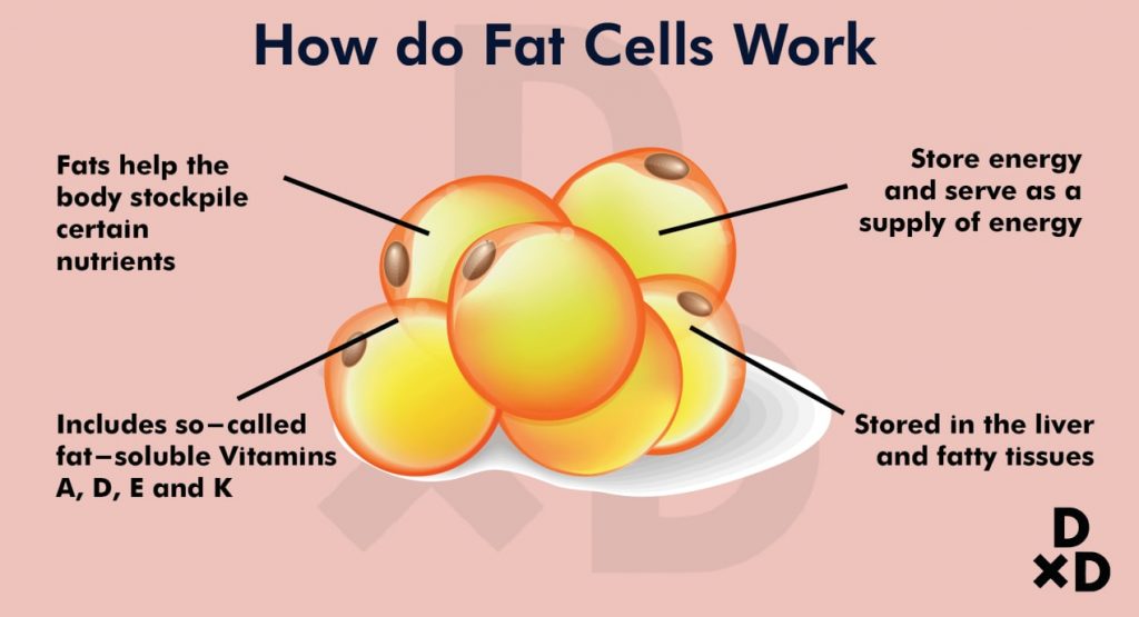 FAT 16Hrs For Life Fat Cells Weight Loss Metabolism