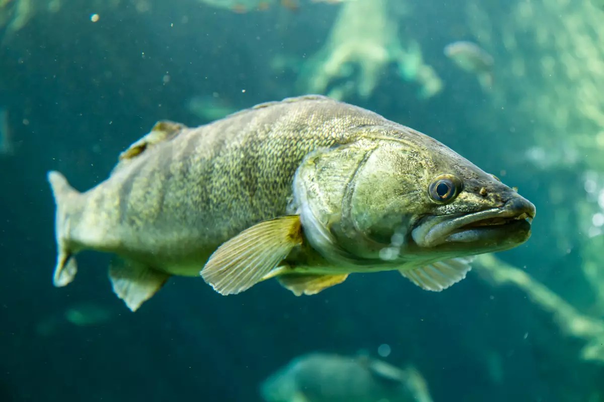 Zander Fischkunde und Steckbrief 16erHaken.de