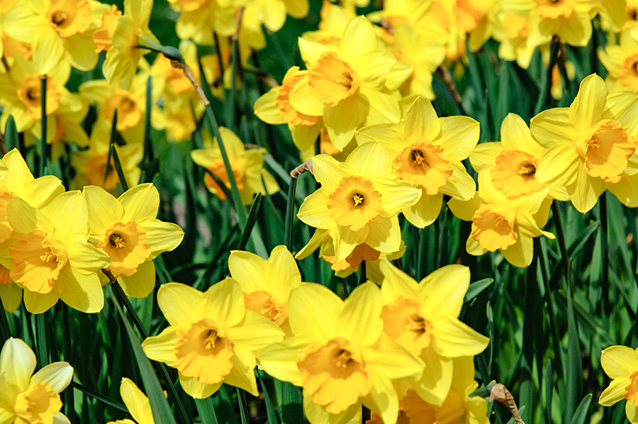 Popular Spring Flowers Petal Talk