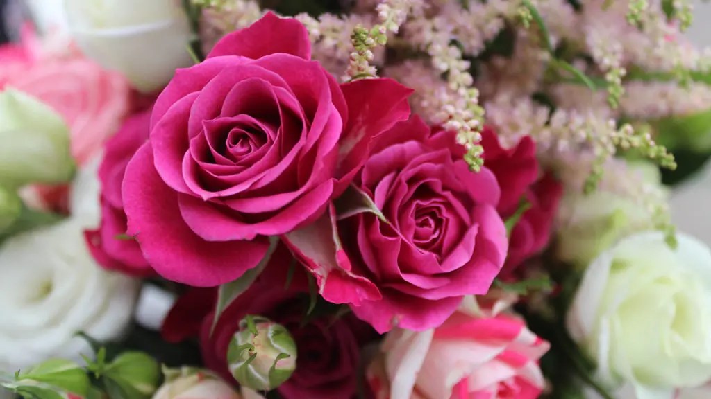 Information About Pink Rose Flower Best Flower Site