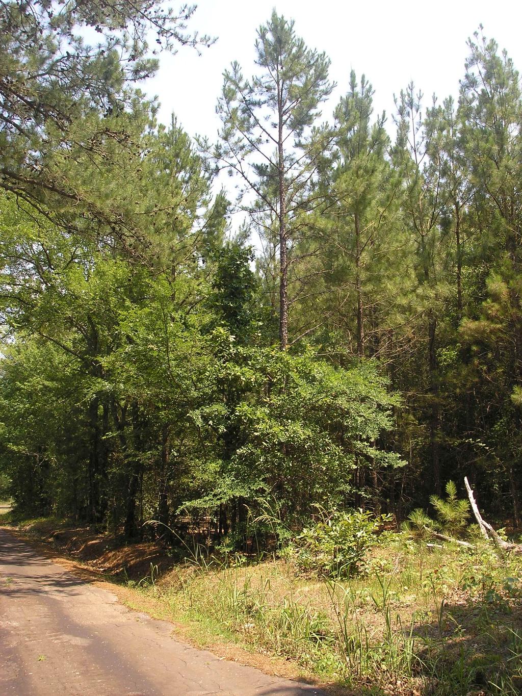 Palestine Texas land for sale