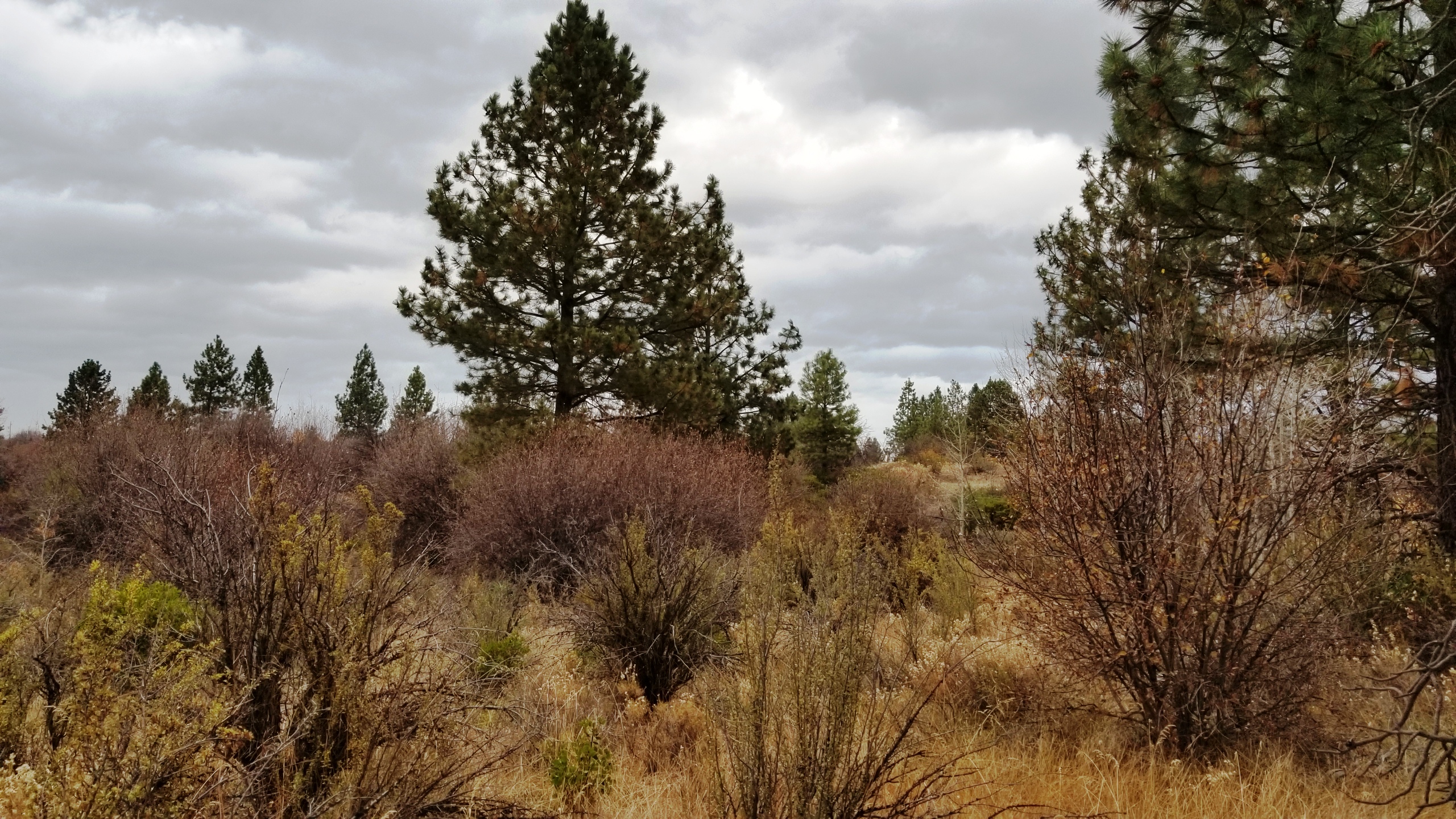 Klamath County Oregon land for sale real estate