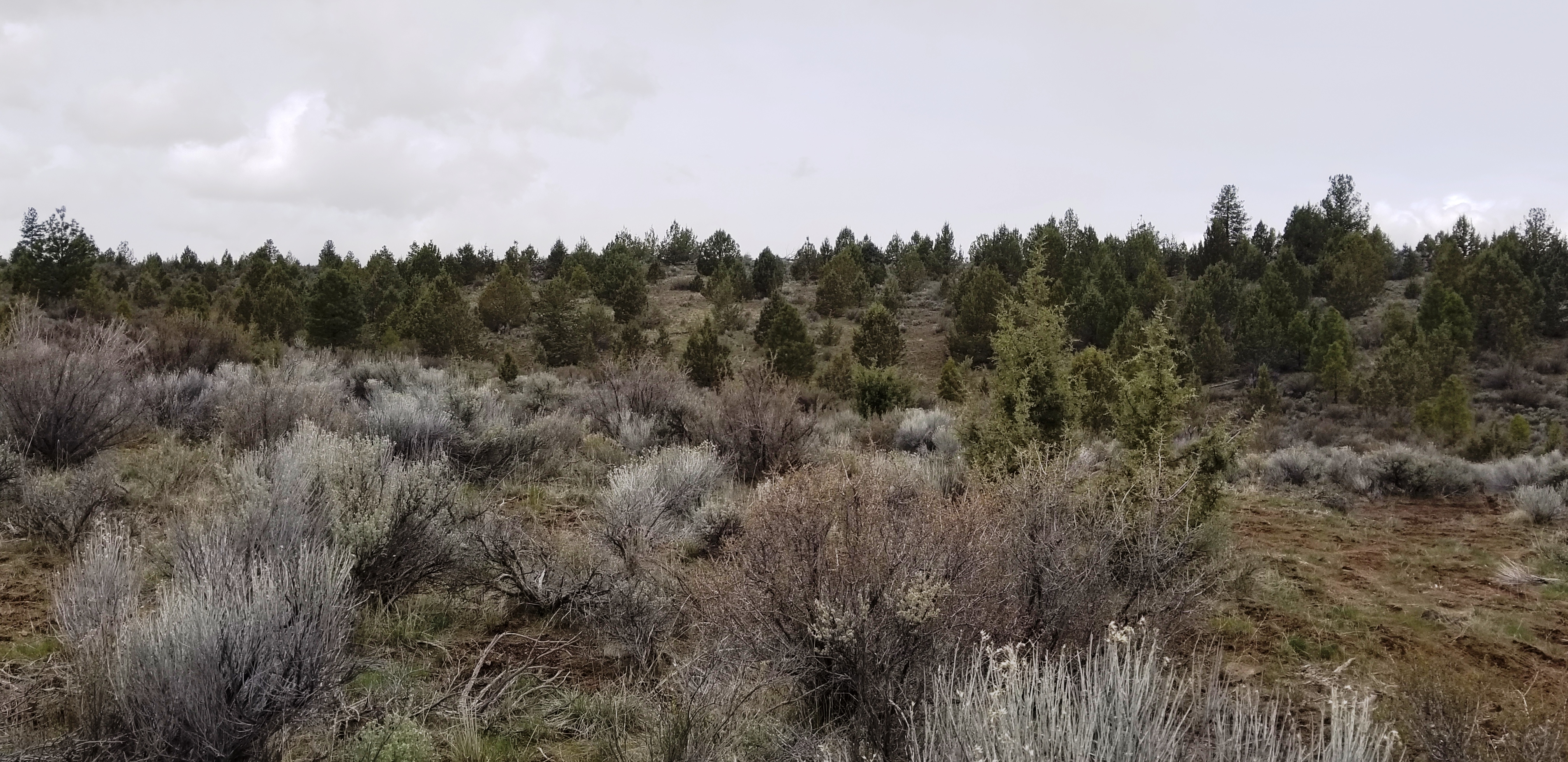 Beatty Klamath Oregon land for sale