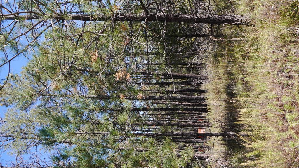 BACK TO MAIN LAND PAGE