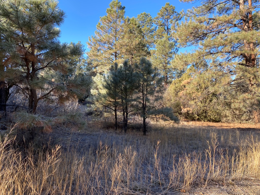 Pagosa Springs Aspen Springs land for sale