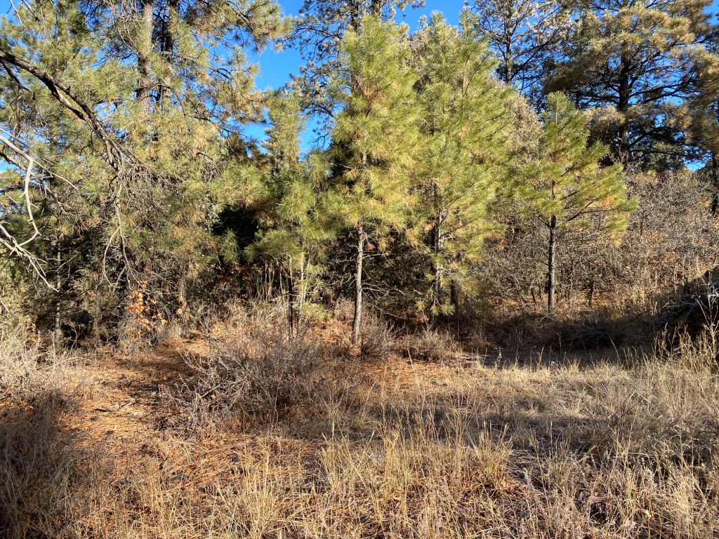 Pagosa Springs Colorado Aspen Springs land for sale